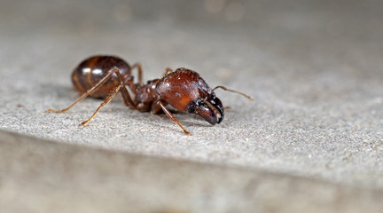 Ant, Red ant on the ground