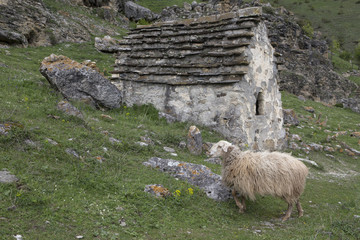 Sheep grazing adjacent to the family crypt. Of North Ossetia. North Caucasus.