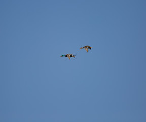 Anas platyrhynchos flying over blue sky