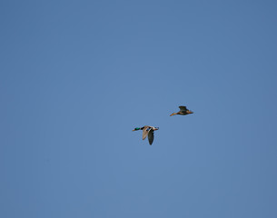 Anas platyrhynchos flying over blue sky