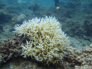 海中　魚　サンゴ