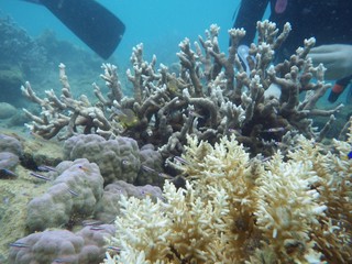 Fototapeta na wymiar 海中　魚　サンゴ
