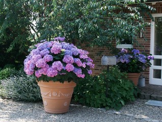 Große Bauernhortensie in Dekortopf 2a