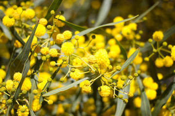 Yellow ball of mimosa flowers. Woman s day, 8 march