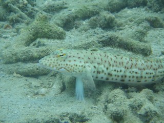 海中　魚　サンゴ