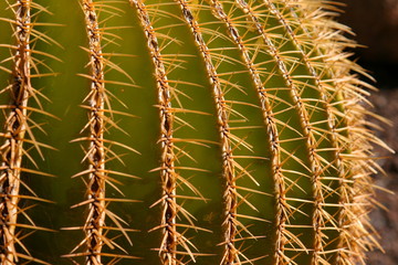 Kaktusdetail