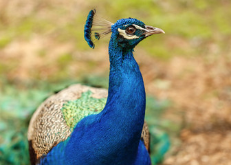 Peacock