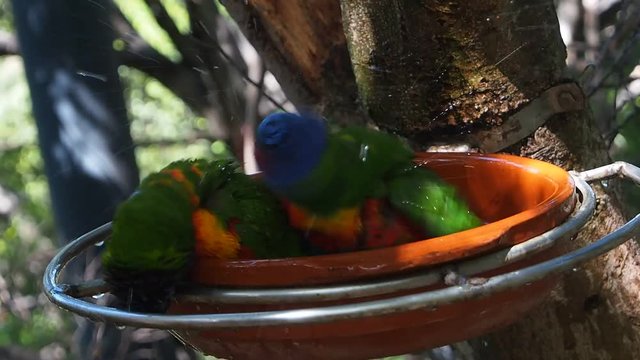 Loris Taking a bath