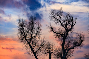 Colorful sky and tree silhouette