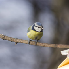 Eurasian blue tit, Cyanistes caeruleus, sitting in branches, closeup portrait, selective focus, shallow DOF