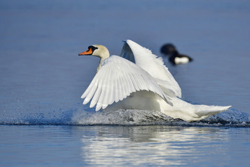 Höckerschwan bei der Landung