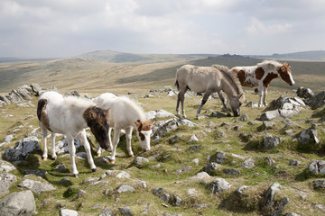 Dartmoor ponies graze at the top of Cox Tor, Devon