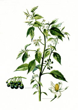 European black nightshade (Solanum nigrum) (from Meyers Lexikon, 1895, 7/568/569)