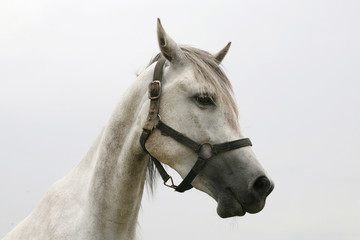 Portrait of a young stallion on pasture at animal farm