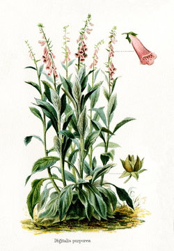 Common Foxglove (Digitalis purpurea) (from Meyers Lexikon, 1895, 7/568/569)