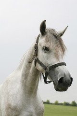 Head shot of a young stallion in the meadow springtime