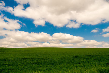 Obraz premium green meadow with white clouds on blue sky