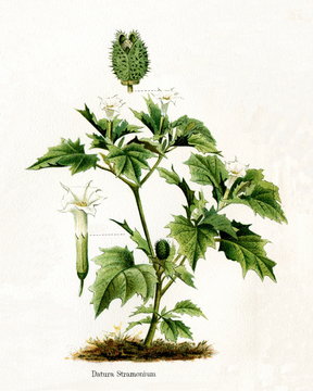 Jimsonweed (Datura stramonium) (from Meyers Lexikon, 1895, 7/568/569)