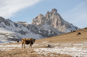 Caucasian bulls and cows on the mountain pastures in the tract near Mount Elbrus on a background of beautiful rocks