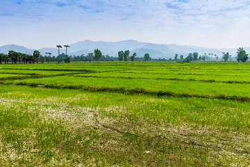 Fototapeta na wymiar Thai agriculture