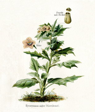 Henbane (Hyoscyamus niger) (from Meyers Lexikon, 1895, 7/568/569)
