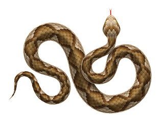 Vector viper snake isolated on white background.