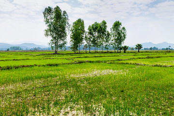 Fototapeta premium Thai agriculture
