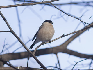 Brown Female of Eurasian Bullfinch, Pyrrhula pyrrhula, close-up portrait on branch with bokeh background, selective focus, shallow DOF