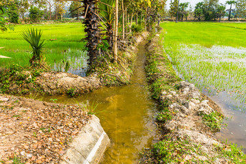 Thai agriculture