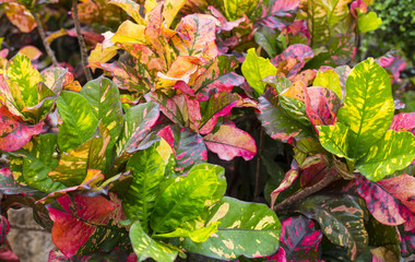 Colorful croton leaves in jungle