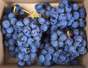 Clusters of mature grapes in a cardboard box. Top view
