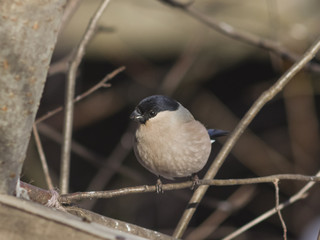 Brown Female of Eurasian Bullfinch, Pyrrhula pyrrhula, close-up portrait on branch with bokeh background, selective focus, shallow DOF