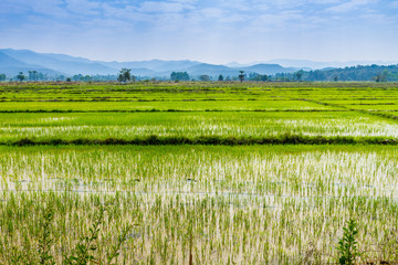 Fototapeta premium Thai agriculture