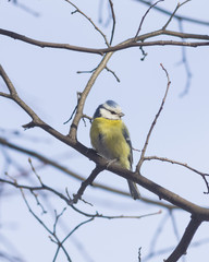 Fototapeta premium Eurasian blue tit, Cyanistes caeruleus, sitting in branches, closeup portrait, selective focus, shallow DOF
