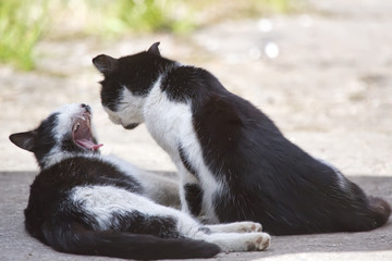 Two friendly cats kissing in summer day...
