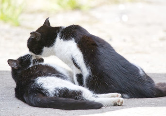 Two friendly cats kissing in summer day...