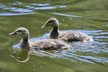 Ducklings in the lake