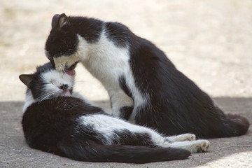 Two friendly cats kissing