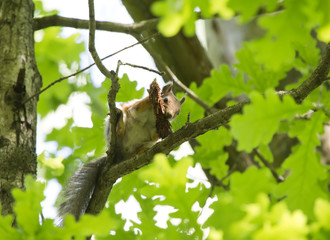 squirrel on a branch of a tree gnaws a fir cone