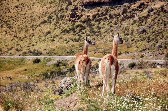 &Ntilde;ortrait Guanaco in Patagonia