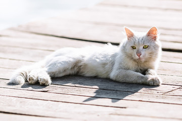 Dirty white homeless cat portrait