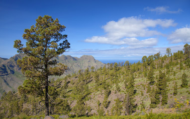 Fototapeta na wymiar West Gran Canaria in February