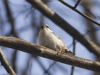 Eurasian or wood nuthatch, Sitta europaea, close-up portrait on tree, selective focus, shallow DOF