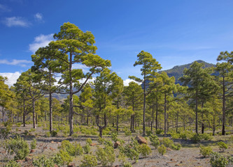 Obraz premium West Gran Canaria in February