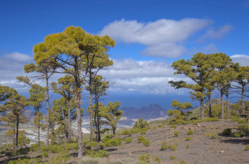 Obraz premium West Gran Canaria in February
