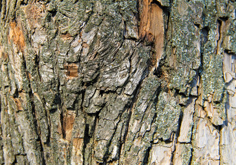 Tree bark texture. Wood background