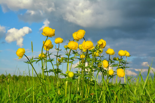 Blooming globeflower in a meadow on background cloudy sky