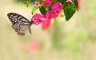 Butterfly with  flowers
