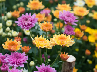 Chrysanthemum many colors at farm