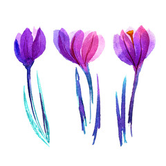 Watercolor hand painted crocuses isolated on a white background. Spring flowers. Invitation, wedding card, birthday card.